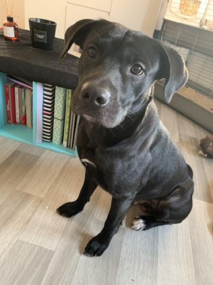 Photo de Tazz, American Staffordshire terrier crois� Labrador Retriever