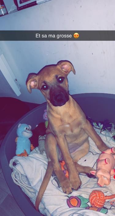 Photo de �la, American Staffordshire terrier crois� Berger Belge Malinois