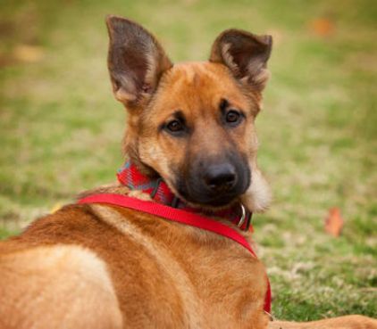 Photo de Gretel, Berger Allemand crois�