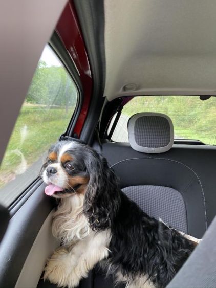 Photo de Jumpy, Cavalier King Charles pure race