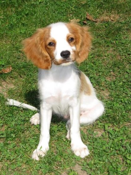Photo de Hip-Hop, Cavalier King Charles crois� Epagneul breton