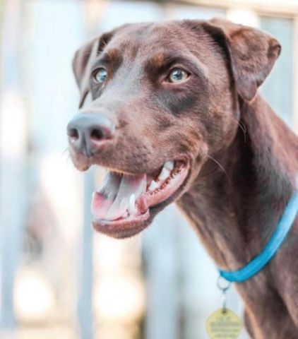 Photo de Brody, Dobermann crois� Labrador Retriever