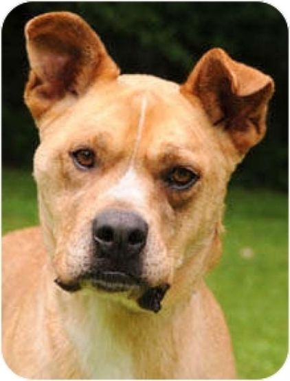 Photo de Fred, Akita crois� Boxer
