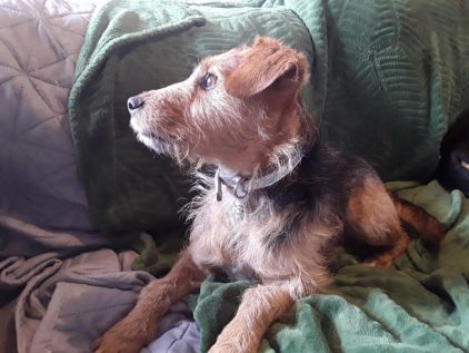 Photo de Luna, corniaud Fox-terrier Teckel