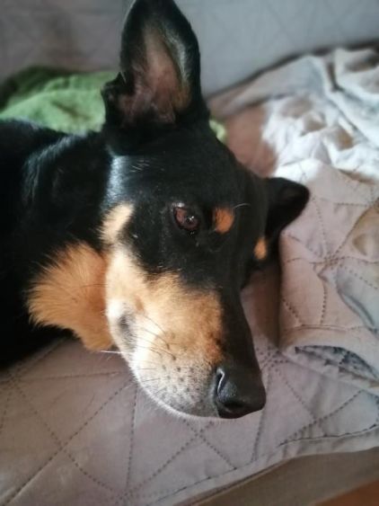 Photo de Whiskey, Beauceron crois� Labrador Retriever