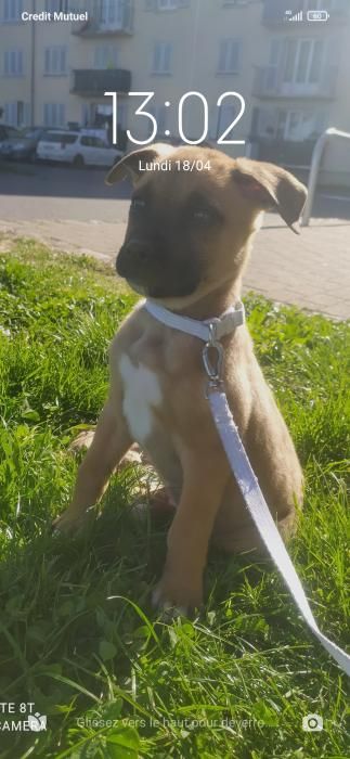 Photo de Sa�ko, Bouledogue am�ricain crois� Berger Belge Malinois