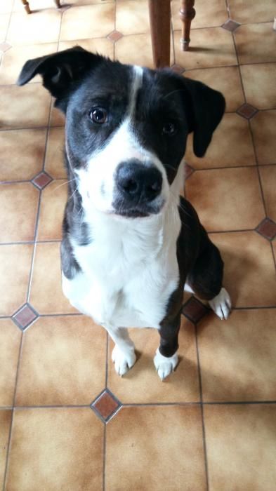 Photo de Jazz, corniaud Border Collie Boxer