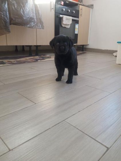 Photo de souki, Rottweiler crois� Caniche