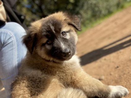 Photo de Olaf, Berger australien crois� Berger Belge Malinois