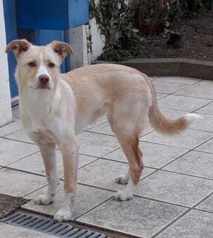 Photo de Mappy, Epagneul breton crois� Husky