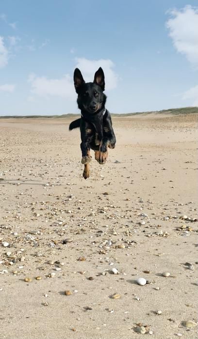 Photo de Paddle, Beauceron crois� Border Collie