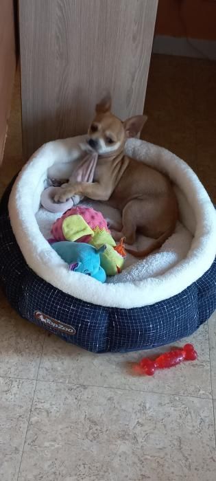 Photo de Snoupy, Chihuahua crois� Pinscher nain