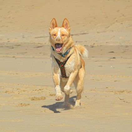 Photo de Youki, Husky crois�