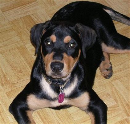 Photo de Chlo�, Rottweiler crois� Berger Allemand