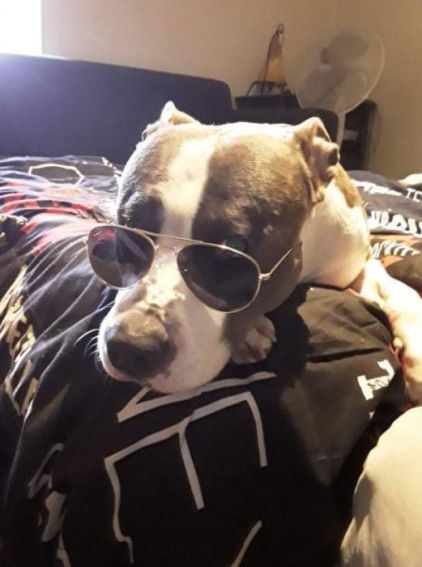 Photo de Redji, American Staffordshire terrier pure race