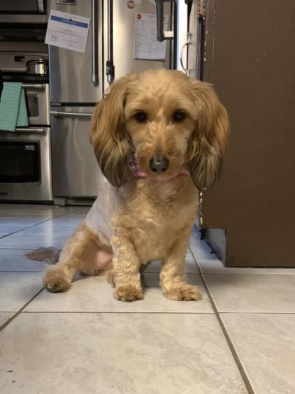 Photo de Sybelle, Teckel crois� Caniche