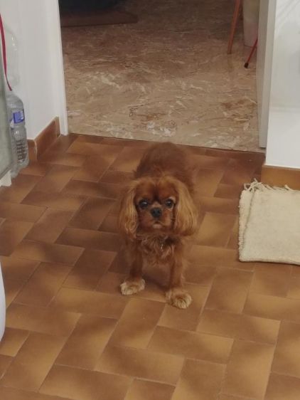 Photo de Nouky, Cavalier King Charles pure race