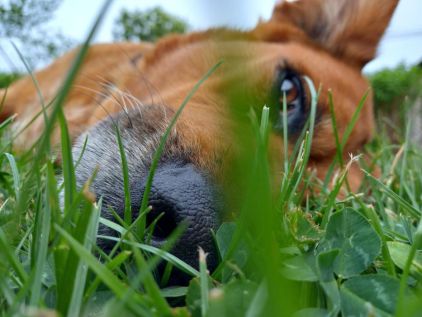 Photo de Kopi, Labrador Retriever crois� Golden Retriever