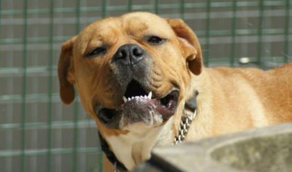 Photo de Lola, Dogue de Bordeaux crois� Bullmastiff