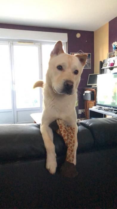 Photo de Titoo, Husky crois� Shar Pei