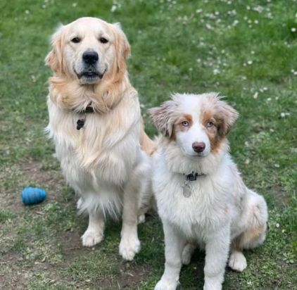 Photo de Punky, Golden Retriever pure race