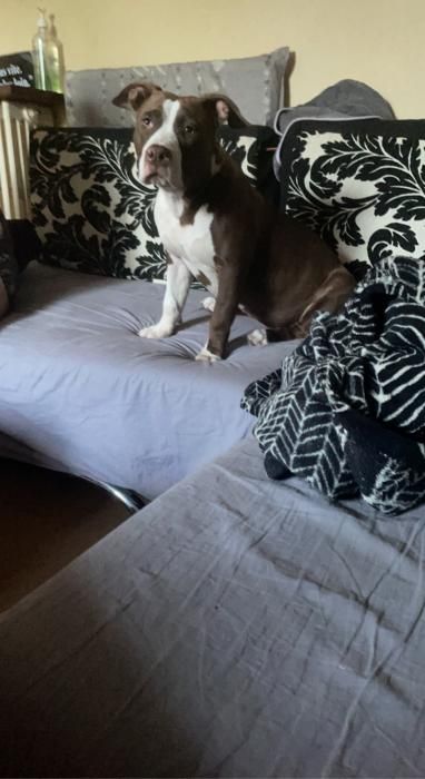 Photo de Chanel, American Bully pure race