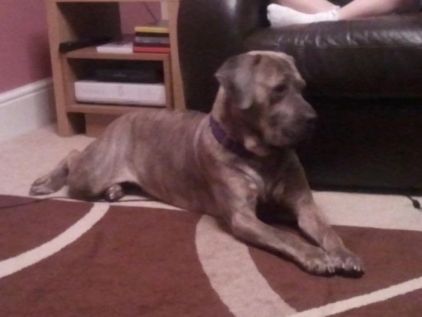 Photo de Gomette, Cane Corso pure race