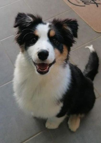 Photo de Selma, Berger australien pure race