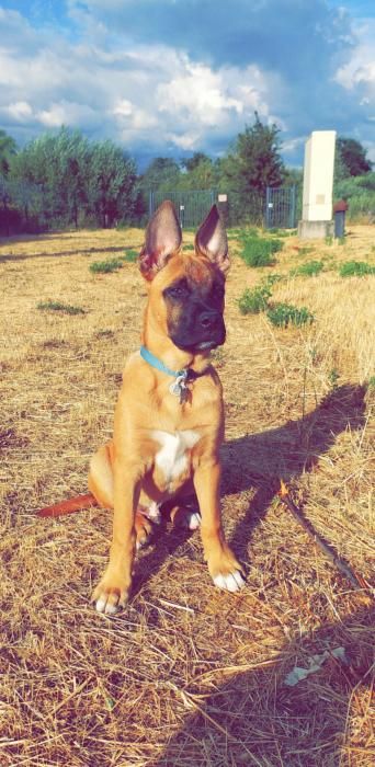 Photo de Sa�ko, Bouledogue am�ricain crois� Berger Belge Malinois