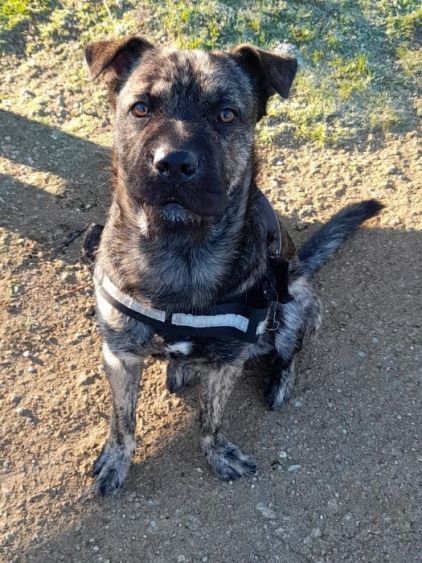 Photo de Pandore, corniaud Boxer Staffordshire Bull Terrier