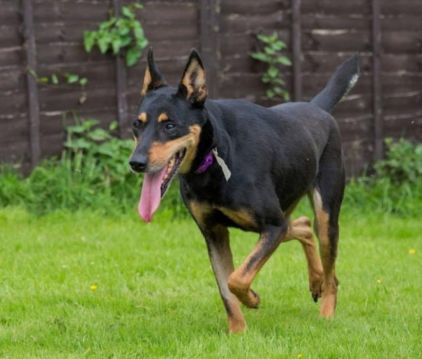 Photo de Misha, Dobermann crois�