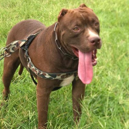 Photo de Kratos, Pitbull pure race