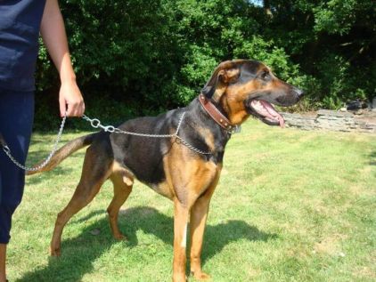 Photo de Bruno, Dobermann crois� Berger Allemand