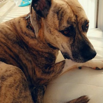 Photo de Shiva, American Staffordshire terrier crois� Cane Corso