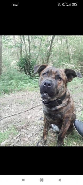 Photo de Blue, Cane Corso crois� Saint-bernard