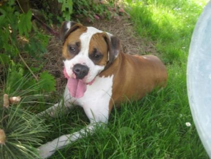 Photo de Crousty, Boxer crois� American Staffordshire terrier