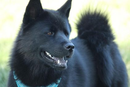 Photo de Dixie, Chow-chow crois� Husky