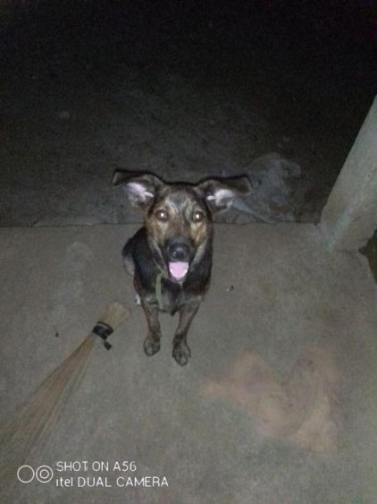 Photo de rocxy, Berger Allemand crois� Berger Belge Malinois