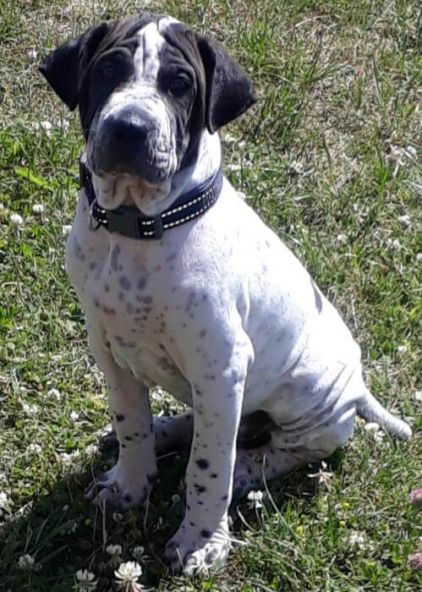 Photo de Ta�ko, Shar Pei crois� Setter anglais