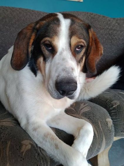 Photo de Squale, corniaud Montagne des Pyr�n�es Beauceron