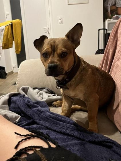 Photo de Ricci, Teckel crois� Chihuahua