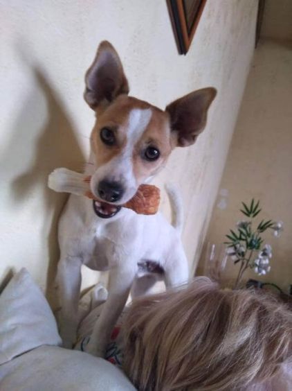 Photo de Tokio, Jack Russell terrier crois�