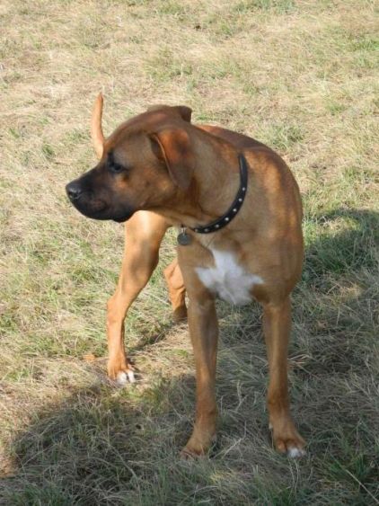Photo de Rocky, Boxer crois�