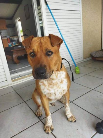 Photo de Mocha, Shar Pei crois�