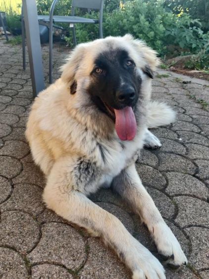 Photo de Smoke, Montagne des Pyr�n�es crois� Chien de la Serra da Estrela