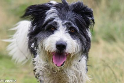 Photo de Locroc, Border Collie crois� Griffon
