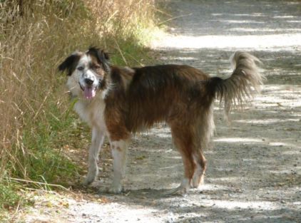 Photo de Garruk, A�di crois� Berger australien