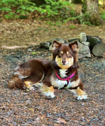 Photo de Shiva, Berger australien crois� Malamute de l'Alaska