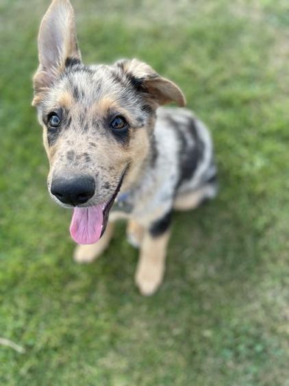 Photo de Twix, Berger australien crois� Berger Allemand