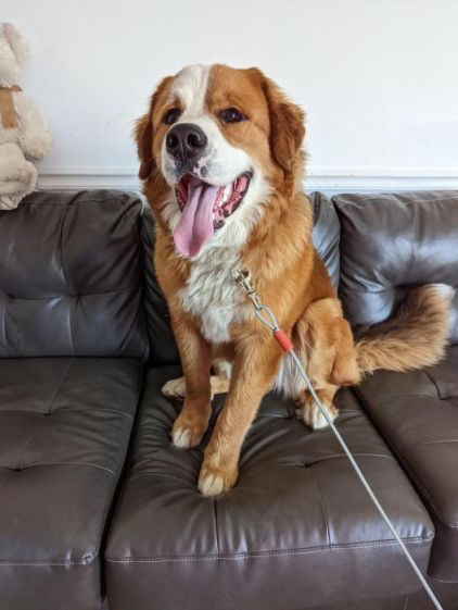 Photo de Brutus, Bouvier bernois crois� Saint-bernard